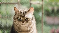 Mitä kissasi pitää ”petturuutena” – ja miten voit palauttaa sen luottamuksen.