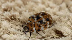 Kuinka päästä nopeasti eroon mattohyönteisistä ja estää niiden uusiutuminen