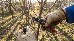 Nämä puut ja pensaat on karsittava huhtikuussa. Jos tätä ei tehdä, menetät sadon.