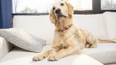 Miksi koirasi vie tilaa sohvalla: mistä se johtuu ja milloin on syytä toimia järkevästi.