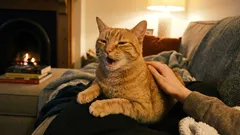 Kissa kiittää meitä, mutta me ajamme sen pois. Kuinka tunnistaa lemmikkisi tärkeät viestit