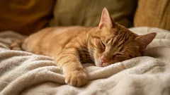 Missä kissat todella tykkäävät nukkua: 5 paikkaa – eikä se ole kissanpeti