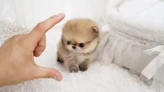 10 ”taskukokoista” koiraa: pienikokoisia rotuja niille, jotka haluavat ottaa lemmikin mukaan