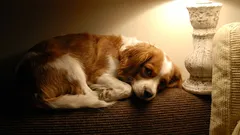 Kannattaako jättää valot päälle, kun koira jää yksin kotiin?