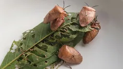  Kuinka päästä eroon haisevista luteista tänä keväänä ja estää niiden uusiutuminen