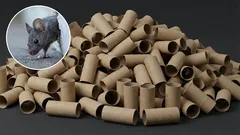 Kuinka päästä eroon hiiristä kotona WC-harjan pidikkeen avulla: tehokas itse tehty ansa