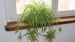 5 kuolematonta vihreää ystävää: ikkunalaudalle sopivia kasveja, jotka antavat kaiken anteeksi