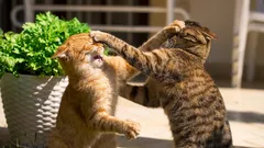 Miksi kissani ei pidä muista kissoista?