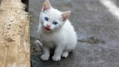 Muistavatko kissat, että ne on otettu kadulta – ja miten niiden traumaattinen menneisyys voidaan korjata?