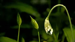 Vain neljä viikkoa vuodessa: kaikki kokeneet puutarhurit keräävät näitä silmuja juuri nyt.