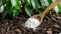 Kaivoin maaperän ja lisäsin vain yhden lusikallisen, jotta fikus kasvaisi reheväksi pensasksi: tulos on selvä