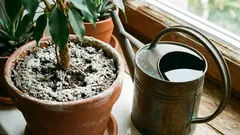 Onko kukkaruukkuihin taas ilmestynyt valkoista hometta? Mistä se tulee ja mitä sille pitäisi tehdä?