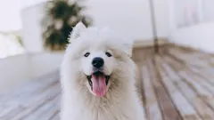 10 pientä asiaa, jotka tekevät koirastasi onnellisen