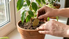 Miksi laakerinlehtiä kannattaa lisätä multaan: tuoksuva apulainen huonekasveille